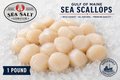 Gulf of Maine sea scallops