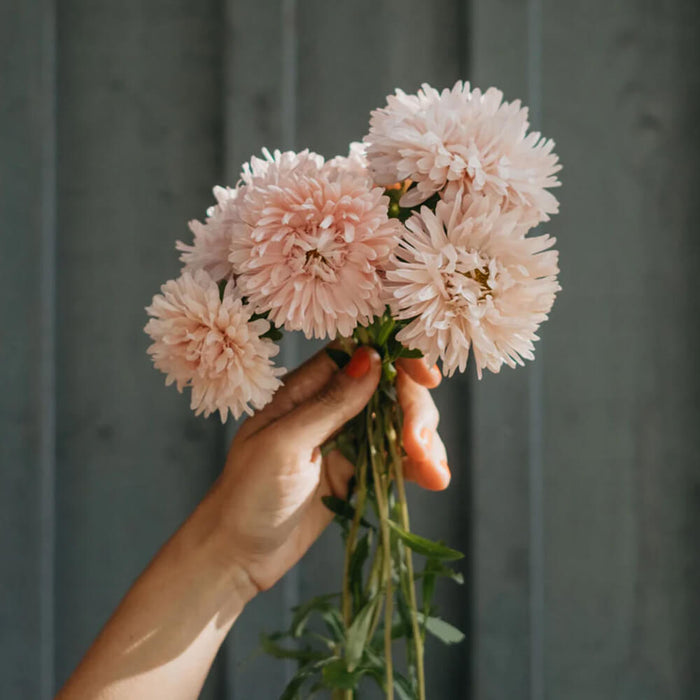 New Botanic - Romantic Bouquet Collection