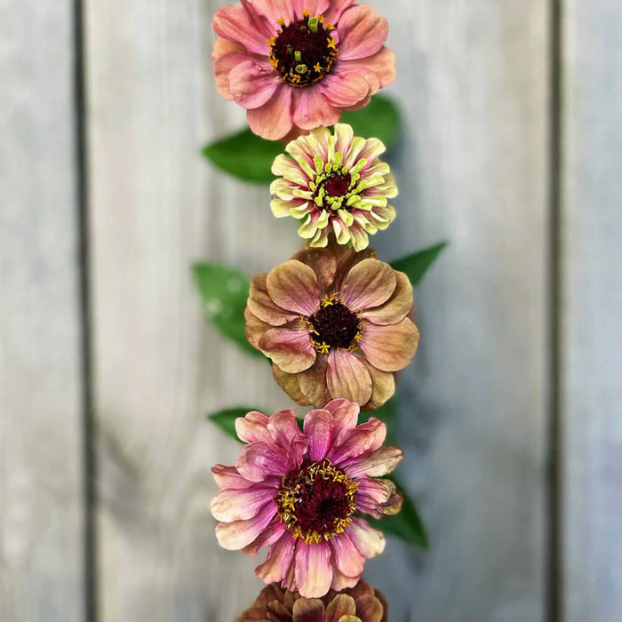 New Botanic - Romantic Bouquet Collection