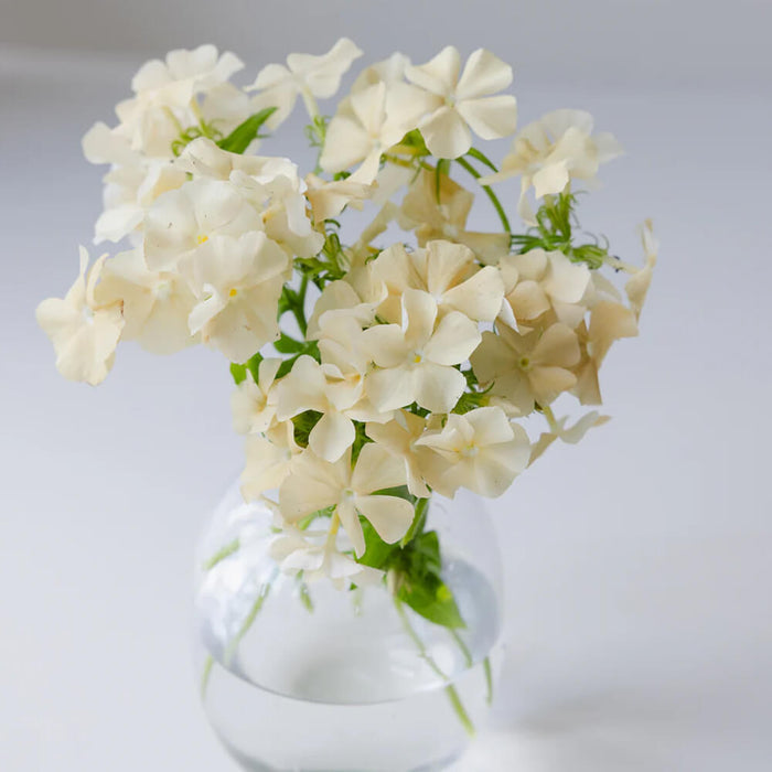New Botanic - Romantic Bouquet Collection