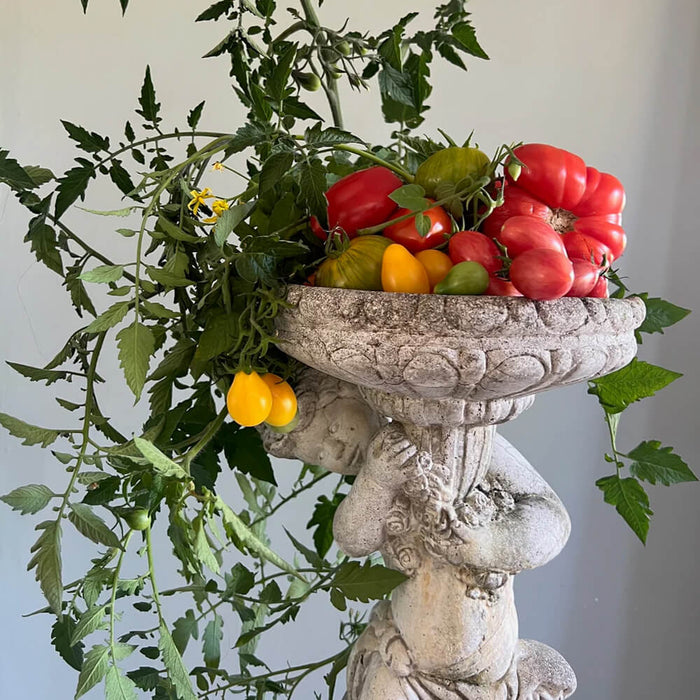 New Botanic - Tomato Tasting Collection