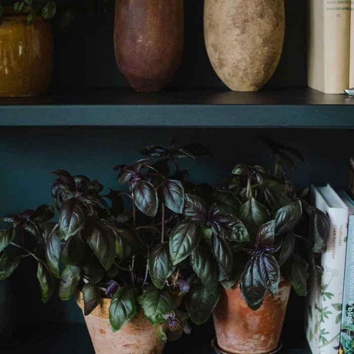 New Botanic - Window Deco Collection