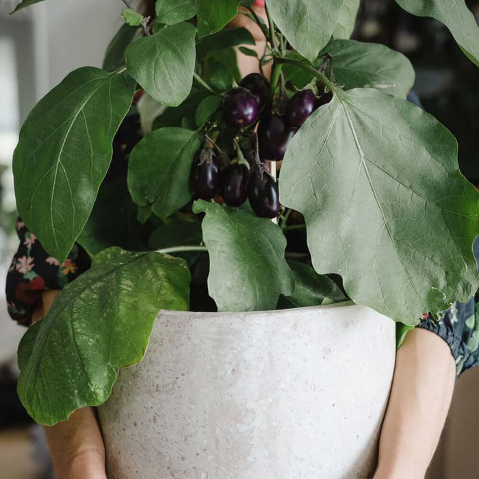 New Botanic - Window Deco Collection
