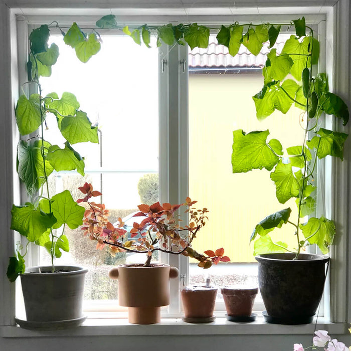 New Botanic - Window Deco Collection