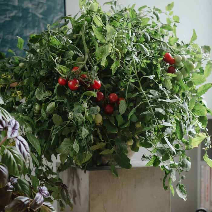 New Botanic - Window Deco Collection