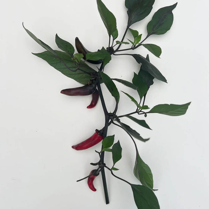 New Botanic - Window Deco Collection